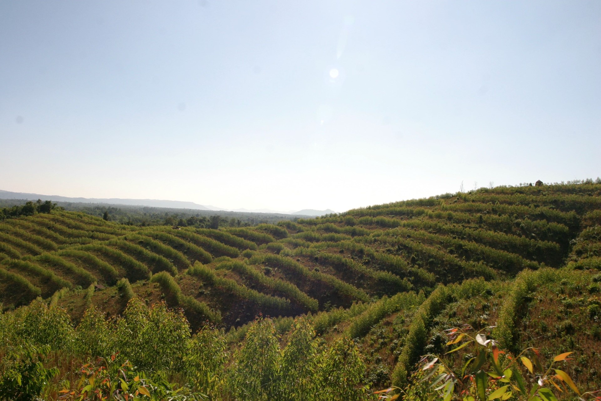 Burapha landscape
